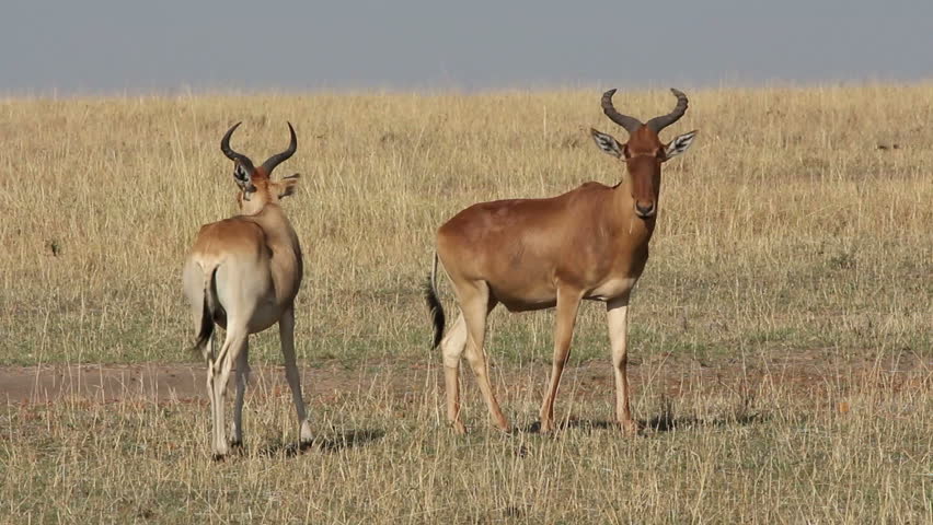 Header of Alcelaphus buselaphus cokii