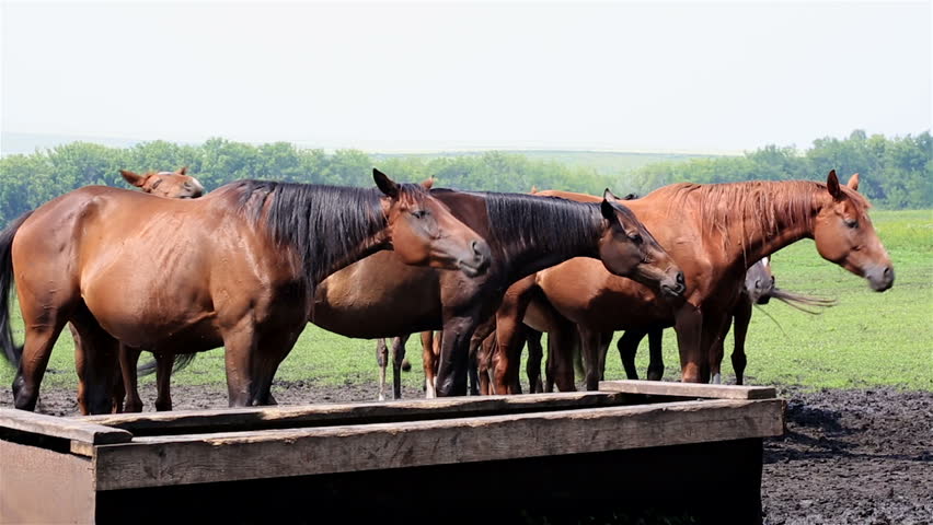 Horses Nod Their Heads In Unison (saved From Annoying Insects). Stock