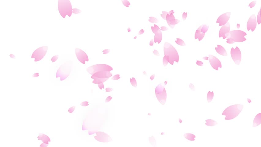 Cherry Blossom Petals Falling Stock Footage Video 5630441 - Shutterstock