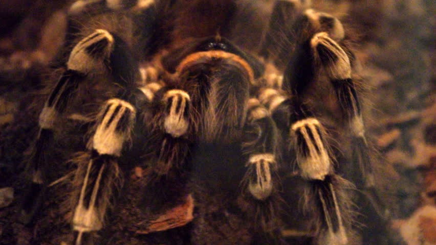 Header of Acanthoscurria geniculata