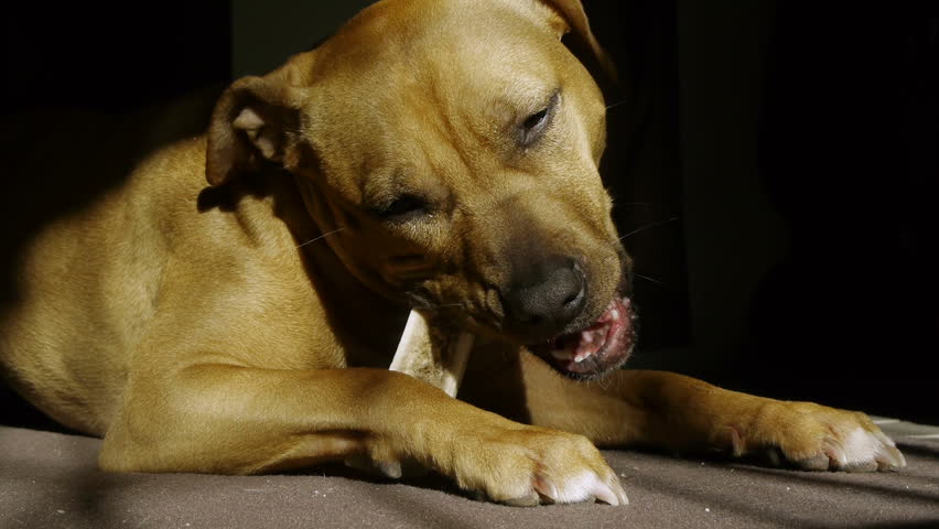 pitbull chew