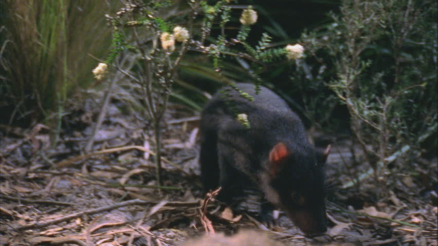 Tasmanian Devil Gnawing At Wallaby Carcass Tasmanian Devil Walks Toward