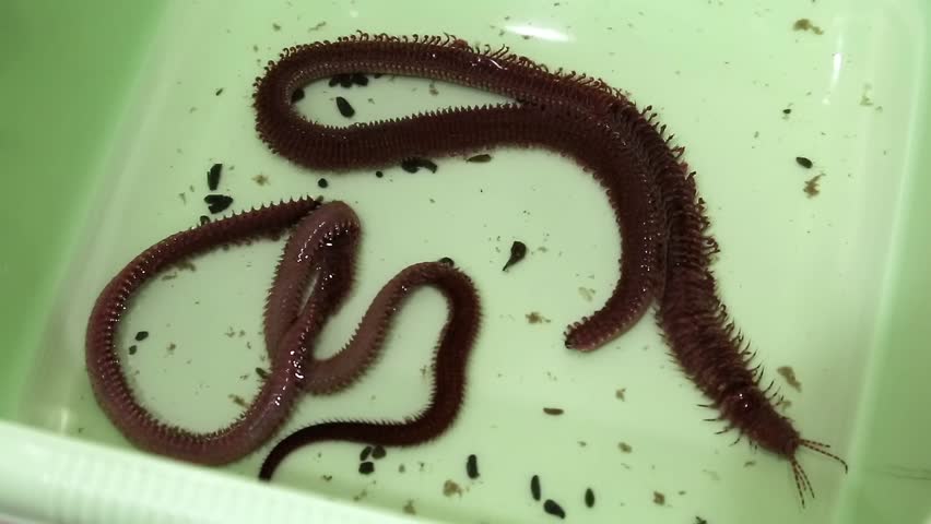 Clam Worm (Nereis Virens). Bait For Fishing Stock Footage Video 5229653