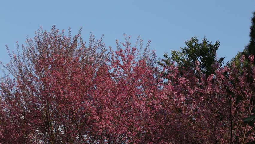 cherry tree range himalayan cherry tree or sour cherry prunus cerasoides its range extends in the cherry tree range himalayan cherry tree or sour cherry prunus cerasoides its range extends in the