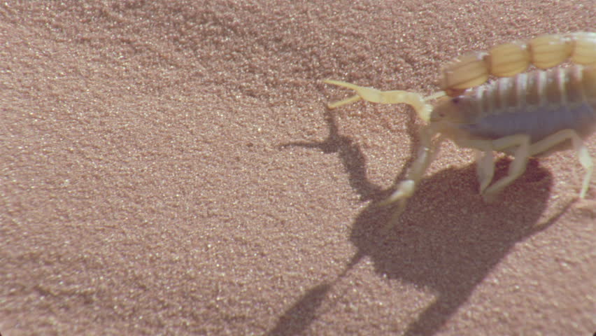 Scorpion Walks Across The Red Sands Leaving Prints Tracks Spoor Behind ...