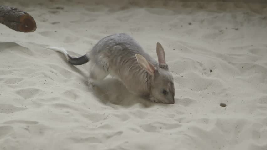 Bilbies Greater Bilby Macrotis Lagotis Near Burrow In Red Desert