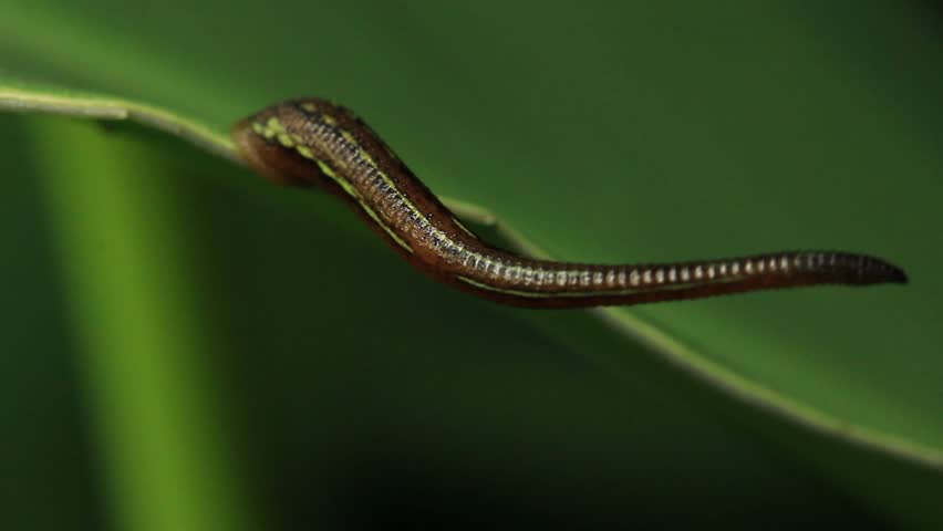 leech-stock-footage-leeches-are-segmented-worms-that-belong-to-the