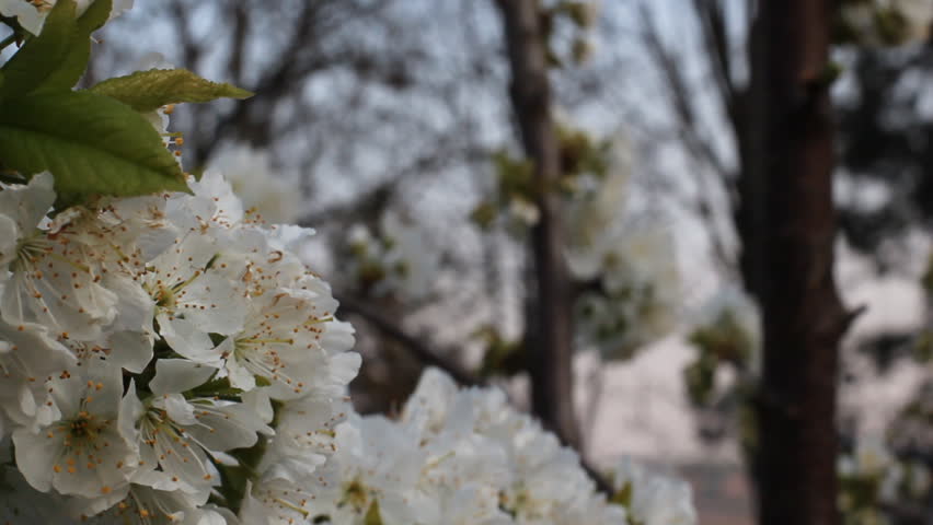 Watch Cherry Tree Dailymotion