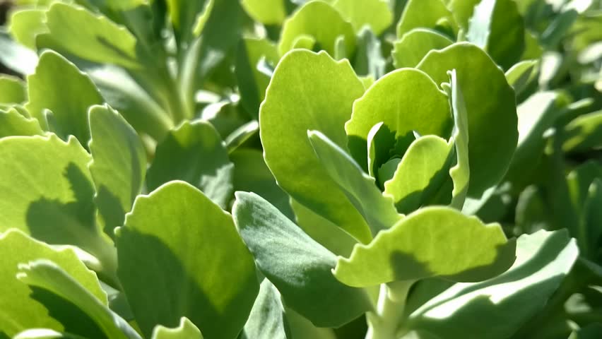 Header of Aeonium