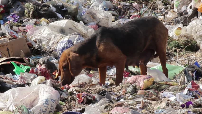 19/35 Dog Eating On Waste.Landfill Cause Environmental Pollution