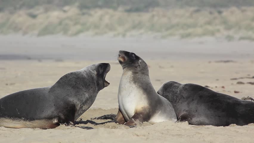 New Zealand Sea Lions Mating Dance On The Shore Stock Footage Video