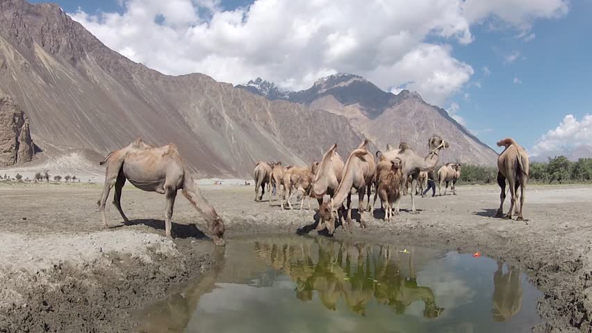 Camels Drinking Water, Shot In Nubra Valley, Leh, India Stock Footage