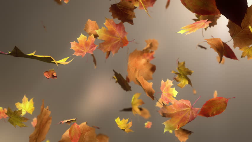 Falling Leaves Loopable Background. High Quality Animated Background Of