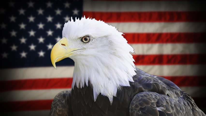 What Animal Is The National Bird Of America