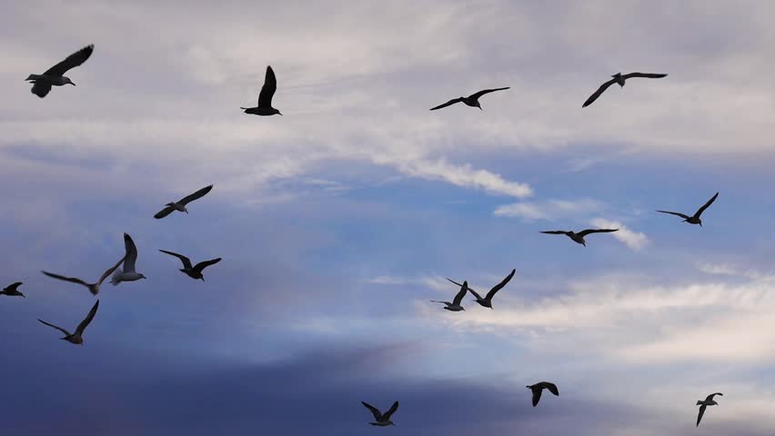 Flock Of Seagull Birds Flying In The Air Against Beautiful Clouds