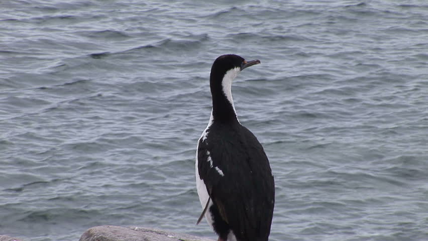 Define The Term Shag As In A Shag Haircut | antarctic shag definition meaning Define The Term Shag As In A Shag Haircut | antarctic shag definition meaning