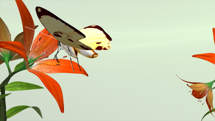 Header of Lilly
