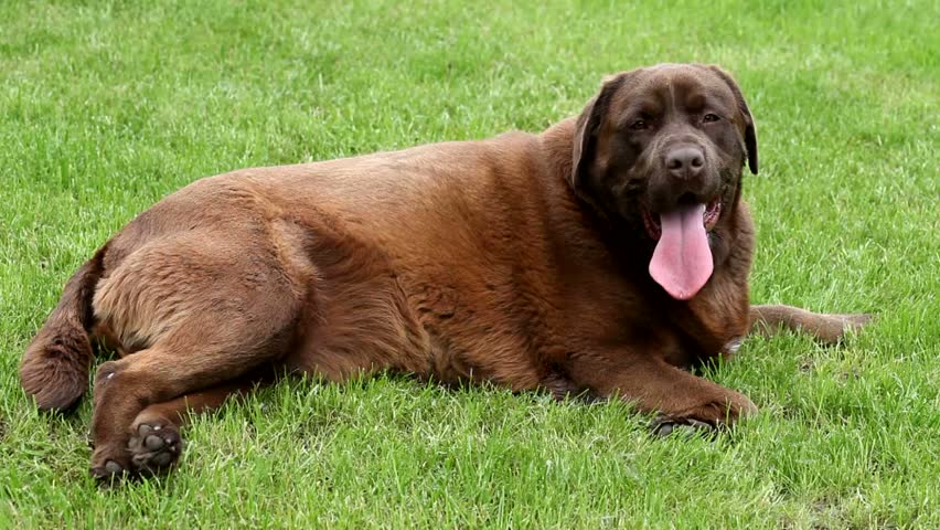 panting heavily chocolate labrador panting stock footage 4906841 panting heavily chocolate labrador panting stock footage 4906841