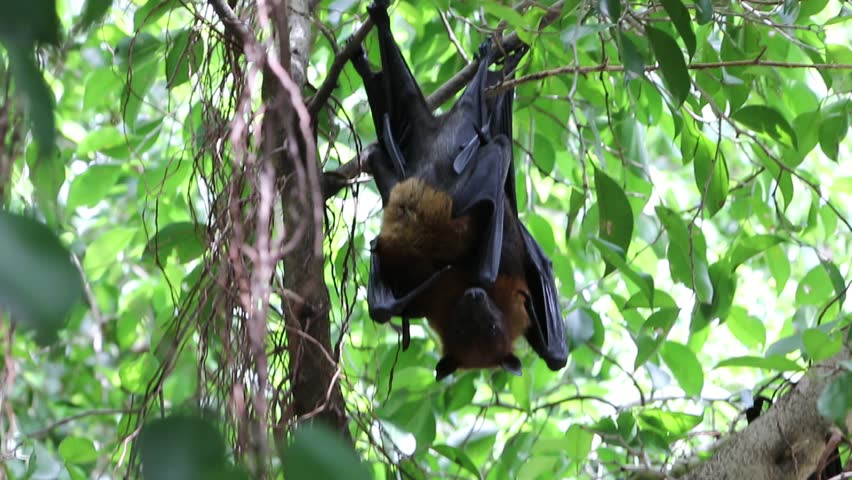 Young Three-toed Sloth Scratching Itself, Hanging From Branch In The