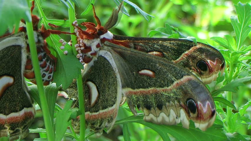 moths-this-moth-is-north-america-s-largest-native-moth-it-is-a-member