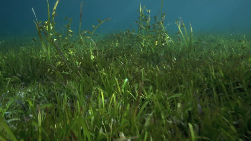 Rabbitfish Grazing Amongst Seagrass In Shallow Water At Malapascua 