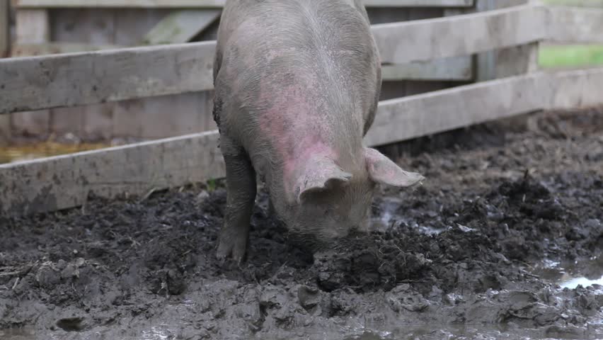 A Fat Pig Plays In The Mud Stock Footage Video 6885295 Shutterstock