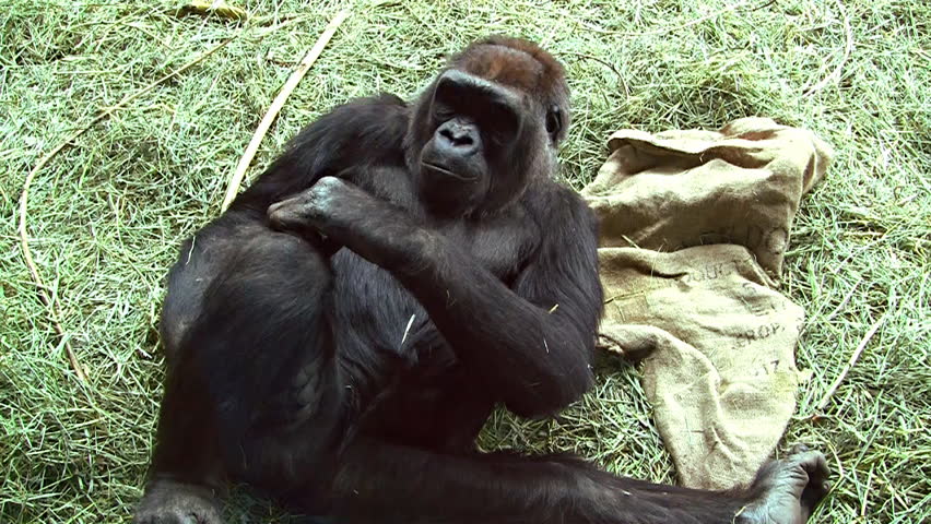 The Critically Endangered Mountain Gorilla. The Dominant ... The Critically Endangered Mountain Gorilla. The Dominant ...