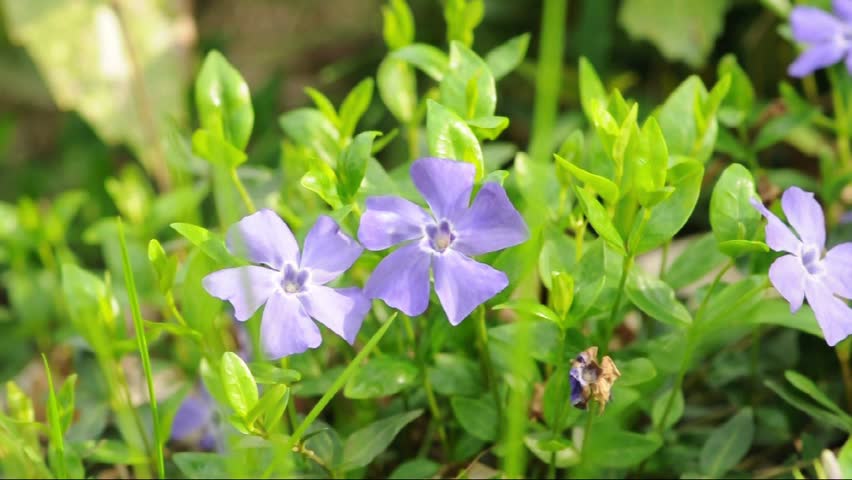Header of vinca