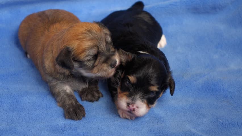 handheld havanese setter is running and with a on a high grass field handheld havanese setter is running and with a on a high grass field