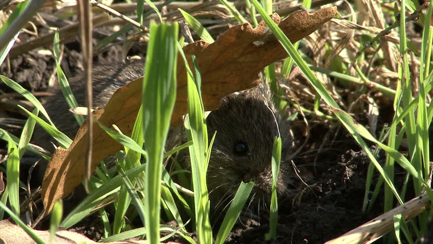 Small Field Mouse Eating Grass On The Rural Field In Front Oh The Hole ... Biology Diagrams