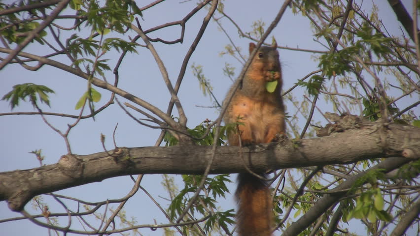 maple tree eat squirrel seeds of maple tree stock footage 772498 maple tree eat squirrel seeds of maple tree stock footage 772498