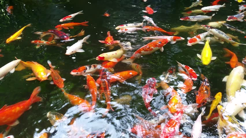 swimming with koi