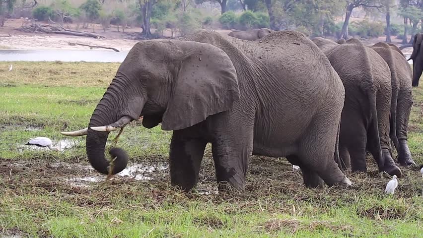 Endangered African Bush Elephants (Loxodonta Africana) Eating At Chobe