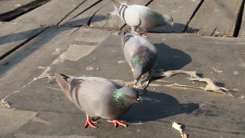 pigeon eating a bread hd stock footage clip pigeon eating a bread hd stock footage clip