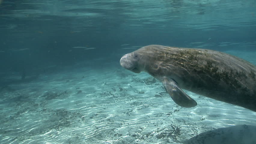 Incredible Dugong, Manatee, Sea-cow Eating Sea Grass And Swimming In