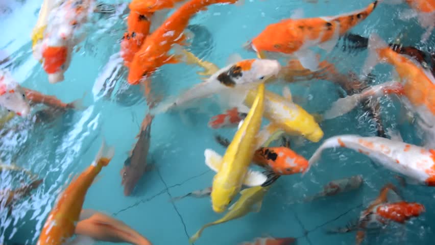Many Fish Swim In The Pool Stock Footage Video 8811865 - Shutterstock