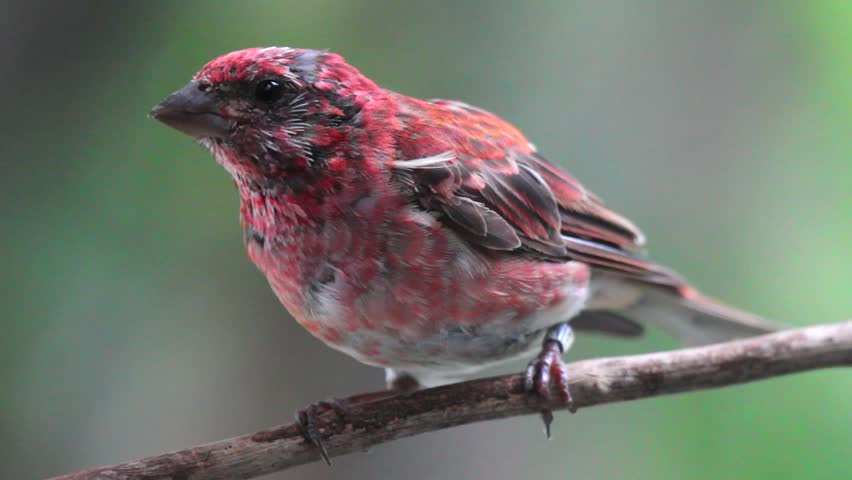 Purple finch definition/meaning