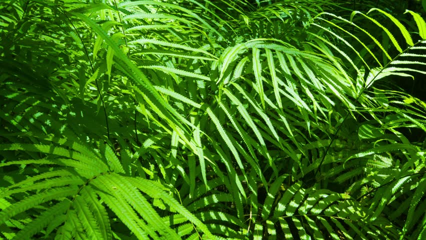 jungle foliage backdrop Gallery