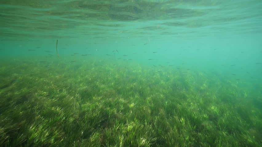 Sea Grass Meadows Underwater Seagrass. Hd 50fps. Stock Footage Video 