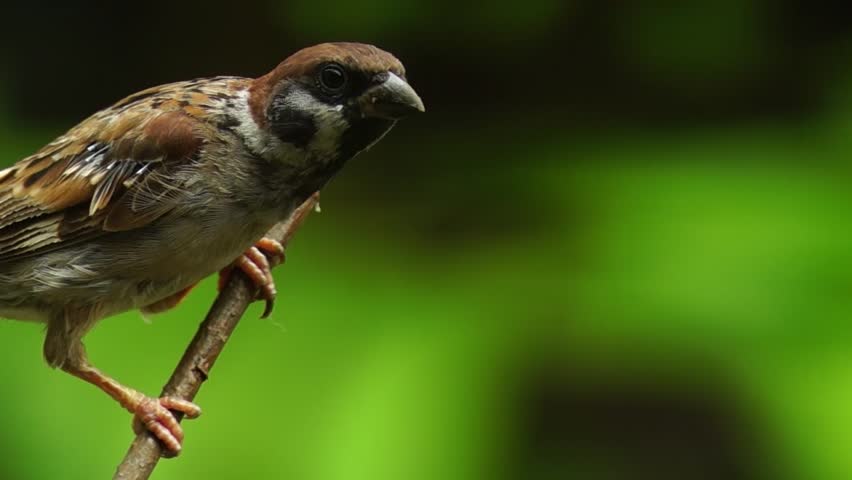 philippine-maya-bird-eurasian-tree-sparrow-or-passer-montanus-perch-on