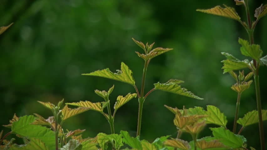 Header of Acer Campestre