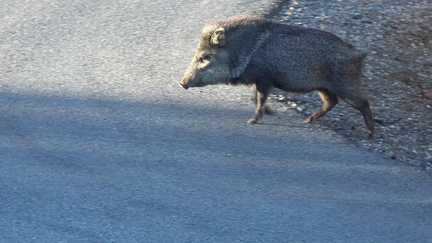 sedona-arizona-jan-2015-sedona-arizona-peccary-javelina-pig-cross