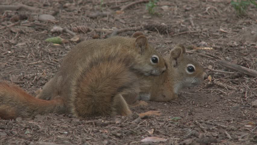 Red Squirrel Male Female Adult Pair Breeding Summer Sex Copulation