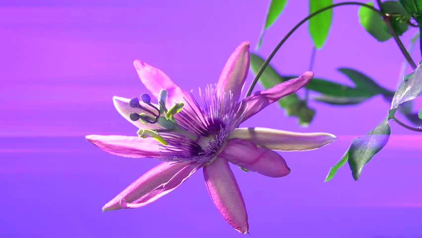 Header of Passiflora