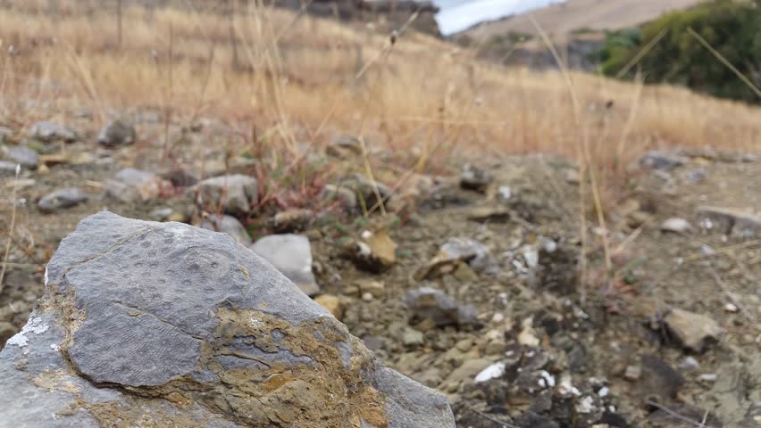 fossil dig site