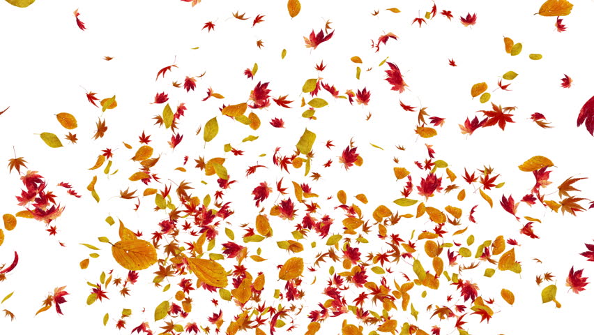 Flying Leaves. Stock Footage Video 10024862 - Shutterstock