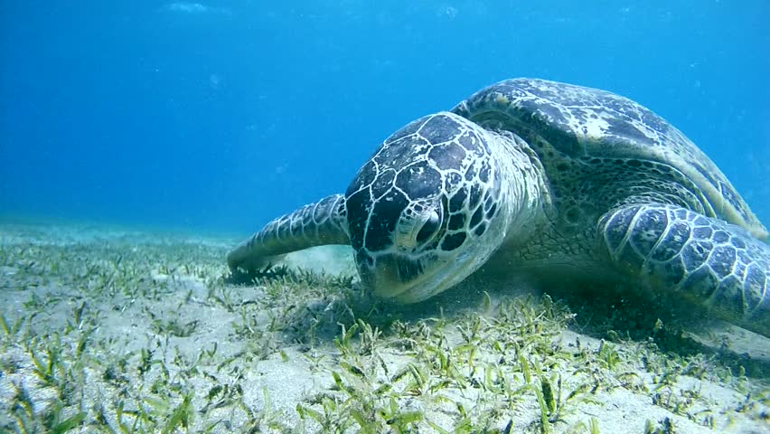 Green Sea Turtle(Chelonia Mydas) Eating Sea Grass At The Sandy Bottom ...