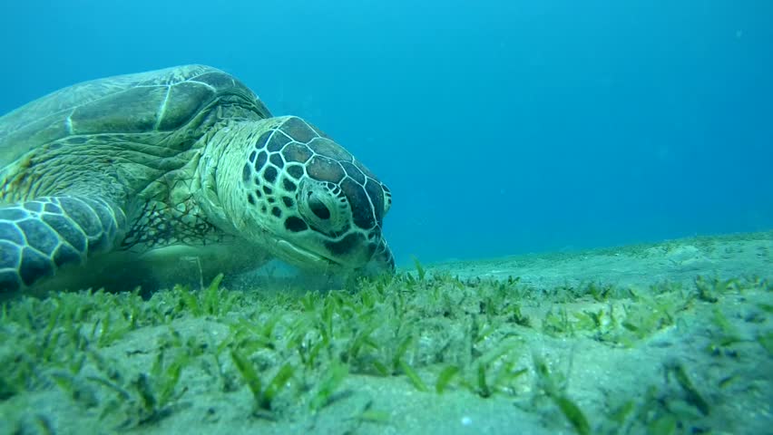 Green Sea TurtleÂ (Chelonia Mydas) Eating Seaweed At The Bottom, Dives ...