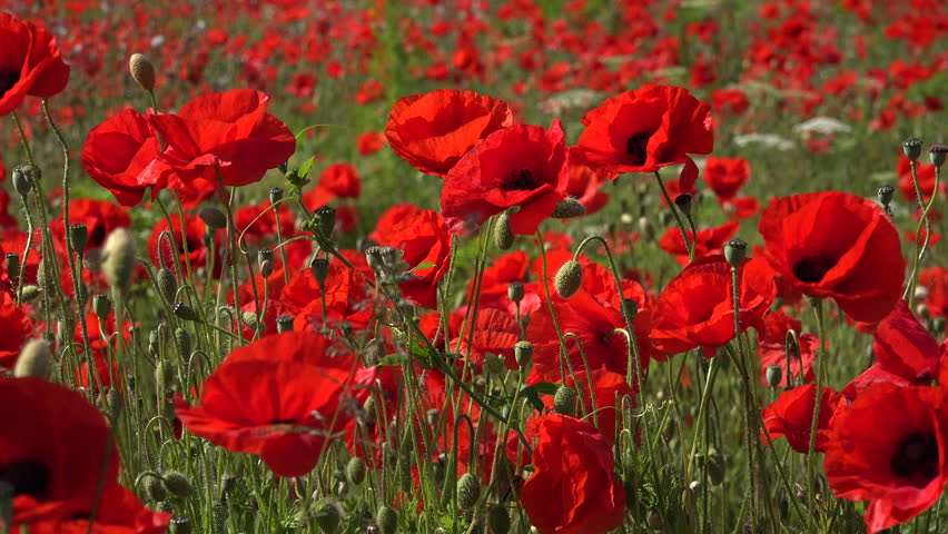 Remembrance Poppy Stock Footage Video - Shutterstock