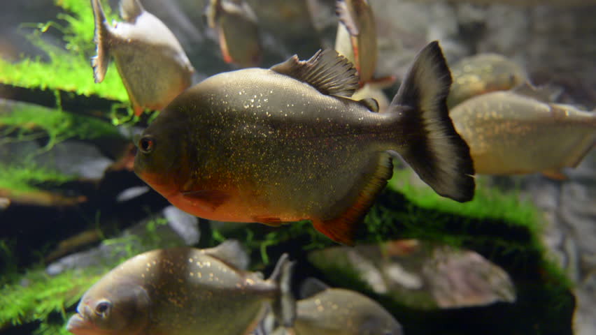 Piranha In Tropical River Stock Footage Video 3370718 - Shutterstock